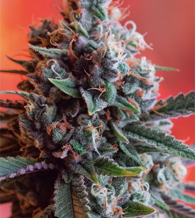 Dark Star x AK-49