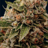 Lamb's Breath x AK-49