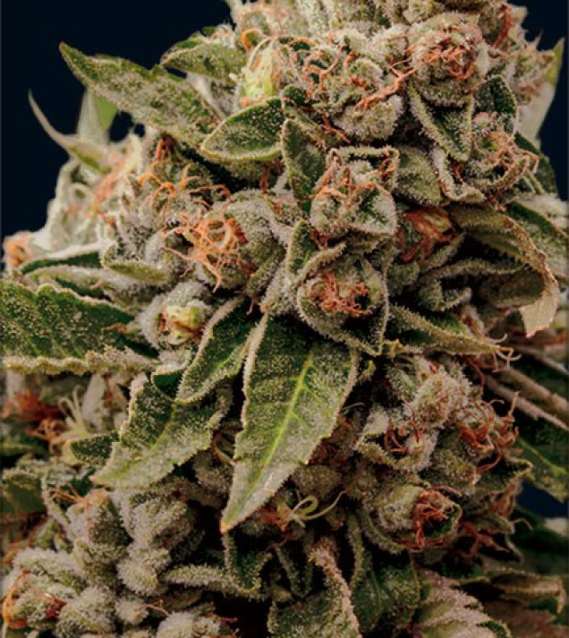 Lamb's Breath x AK-49