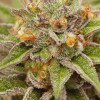 Pure Gelato