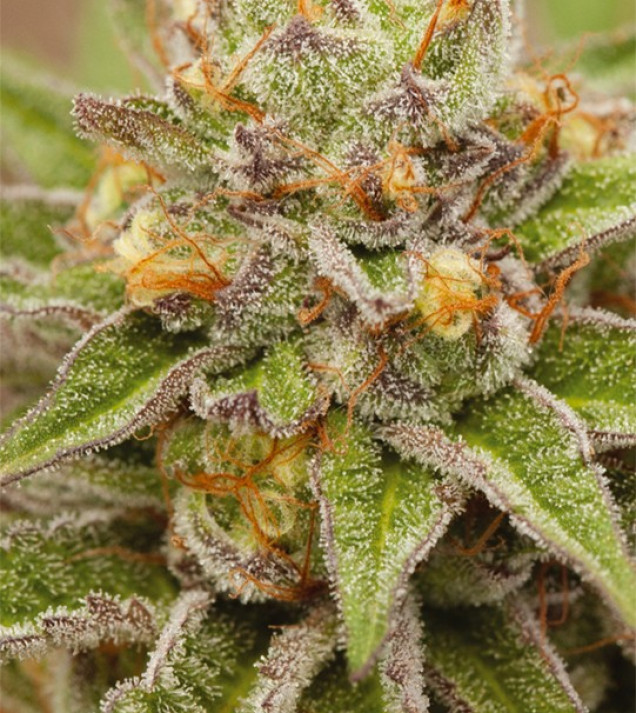 Pure Gelato