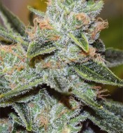 Wedding Cake x Triple OG