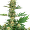 Gelato 420