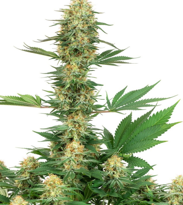 Gelato 420