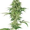 Nicole Hindu Kush