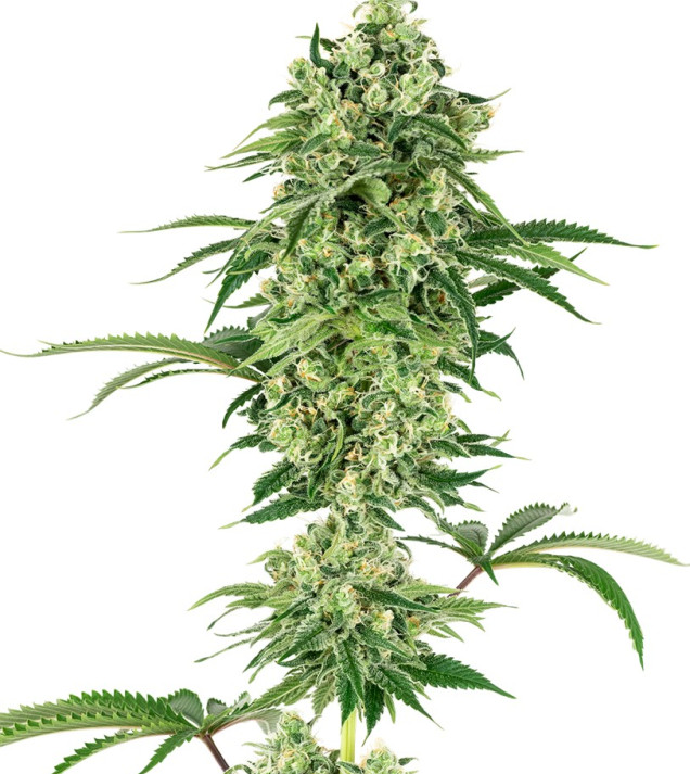Nicole Hindu Kush