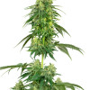 Strawberry Kush