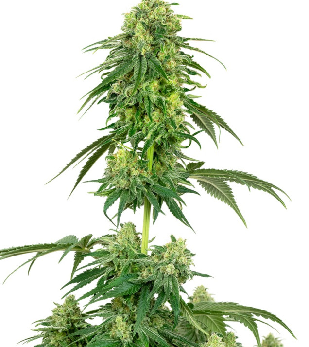 Strawberry Kush