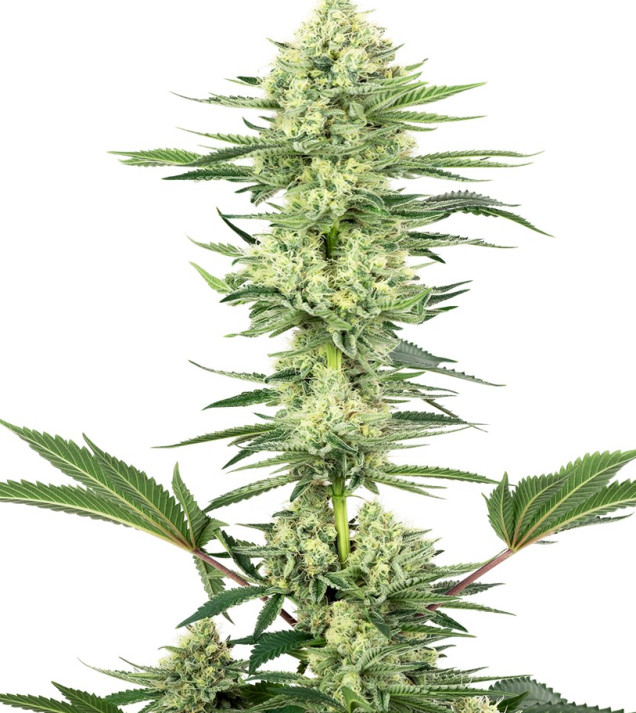 White Gorilla Haze