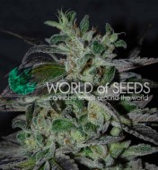 Strawberry Blue Early Harvest