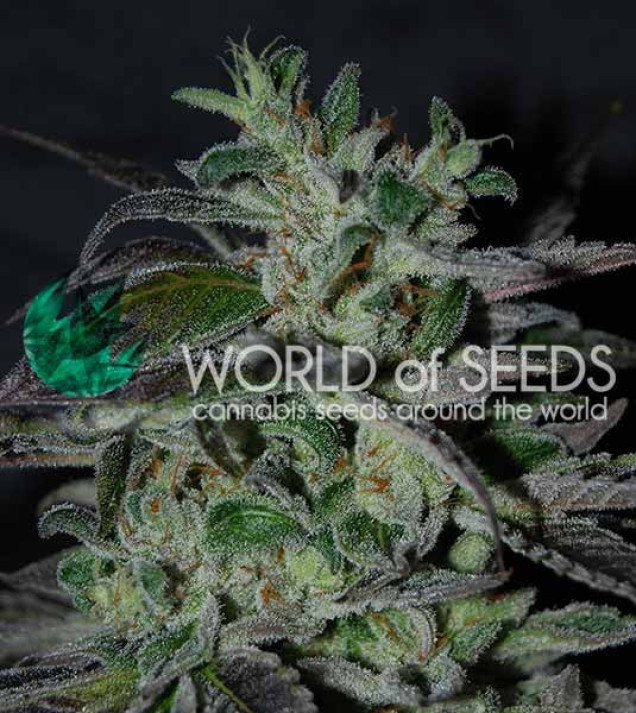 Strawberry Blue Early Harvest
