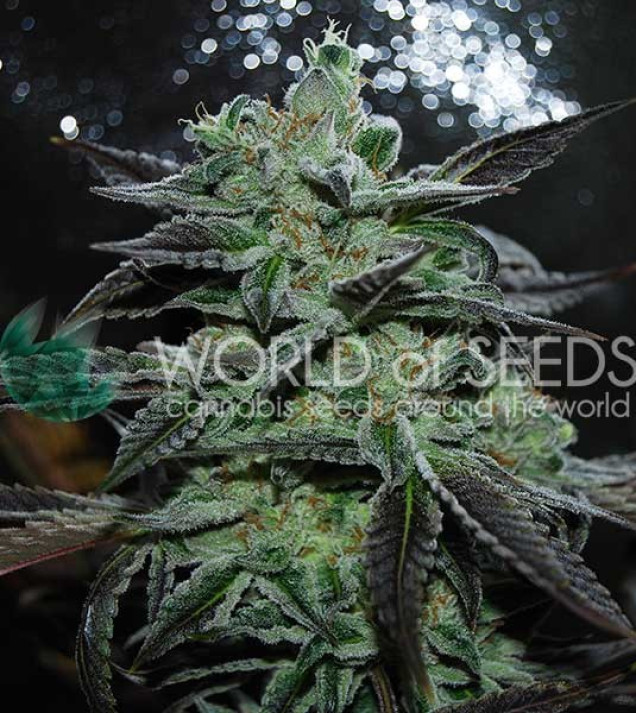 Strawberry Blue Early Harvest