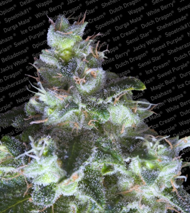 Original White Widow