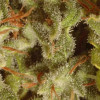 Sativa Champions