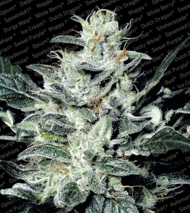 Sensi Star