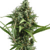 Auto Amnesia