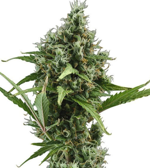 Auto Amnesia