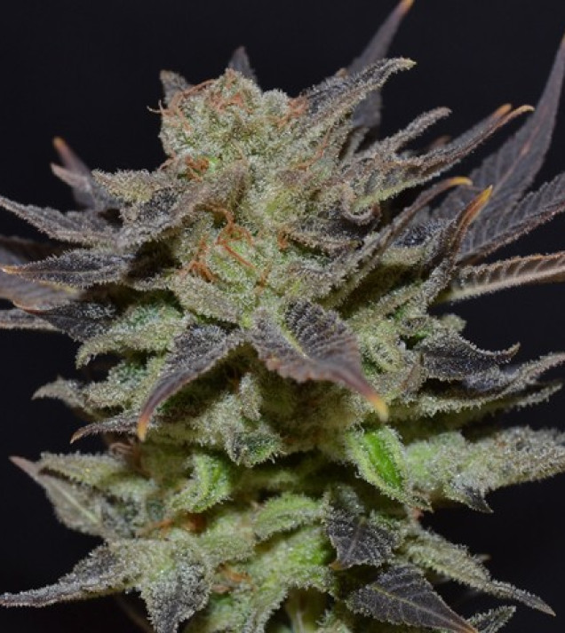 Auto Lavender