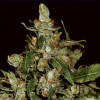 Auto Widow