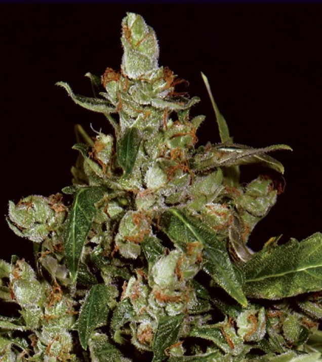 Auto Widow