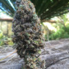 CBD Amnesia