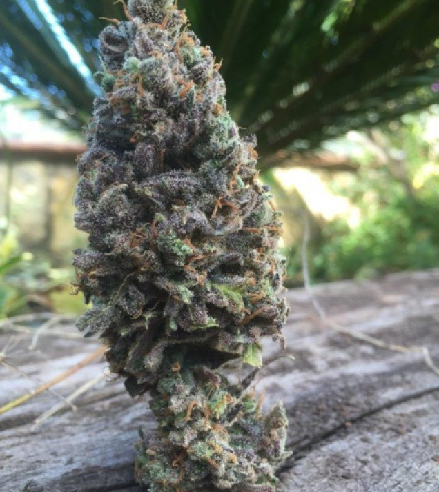 CBD Amnesia