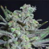 Critical