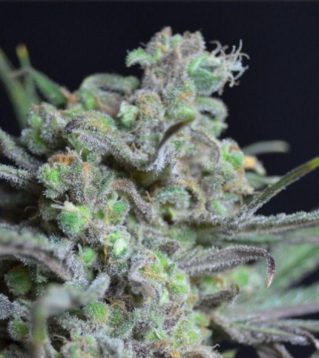 Critical
