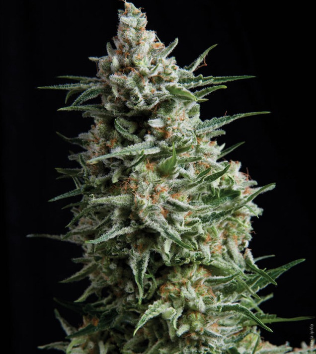 Anesthesia