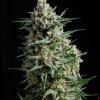 Auto Anesthesia