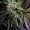 Auto Blue Pyramid