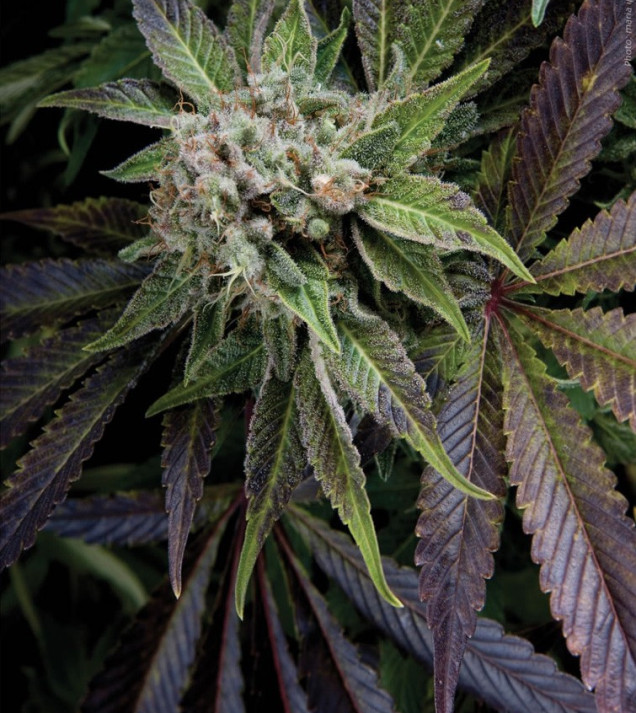 Auto Blue Pyramid