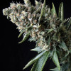 Auto Nefertiti