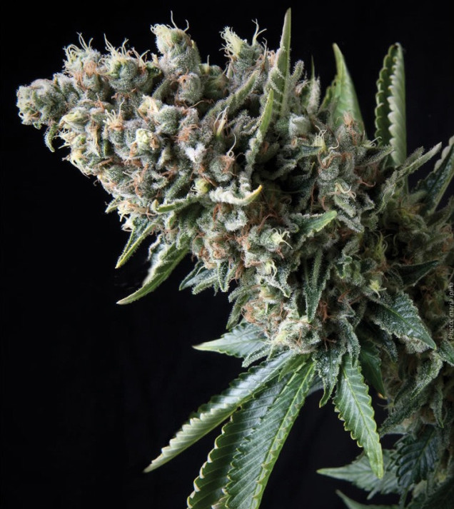 Auto Nefertiti