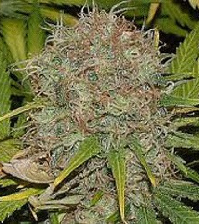AK-48