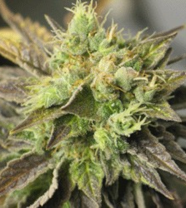 Strawberry D-Lite