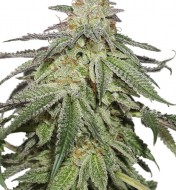 Cookies and Cream Auto