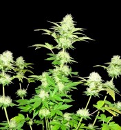 White Widow Original