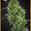 Amnesia Haze Ultra CBD