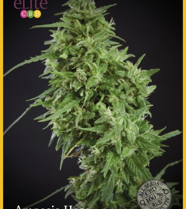 Amnesia Haze Ultra CBD