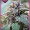 Blue Elite Indica