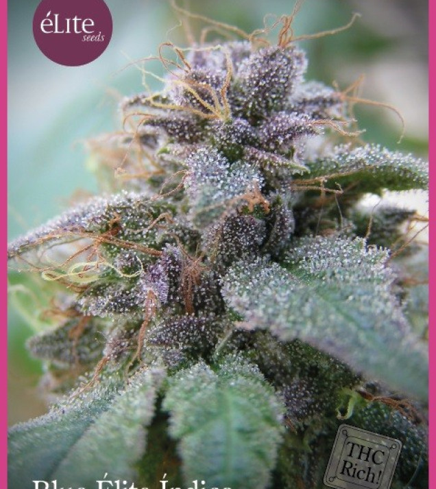 Blue Elite Indica