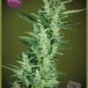 Elite 47 Auto