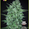 La Rica Auto CBD