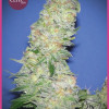 Mota Khan Afghana