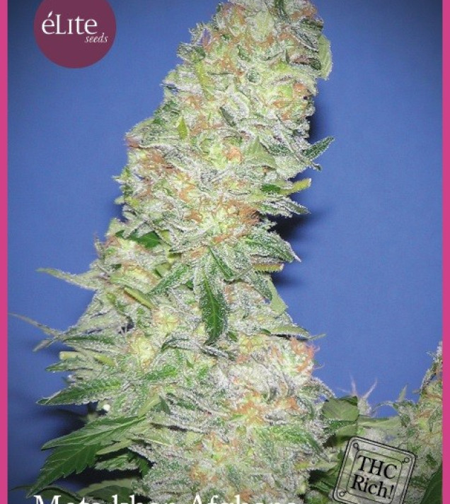 Mota Khan Afghana