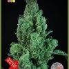 Solodiol Auto CBD