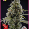 Solodiol CBD