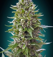 Auto Northern Lights XXL