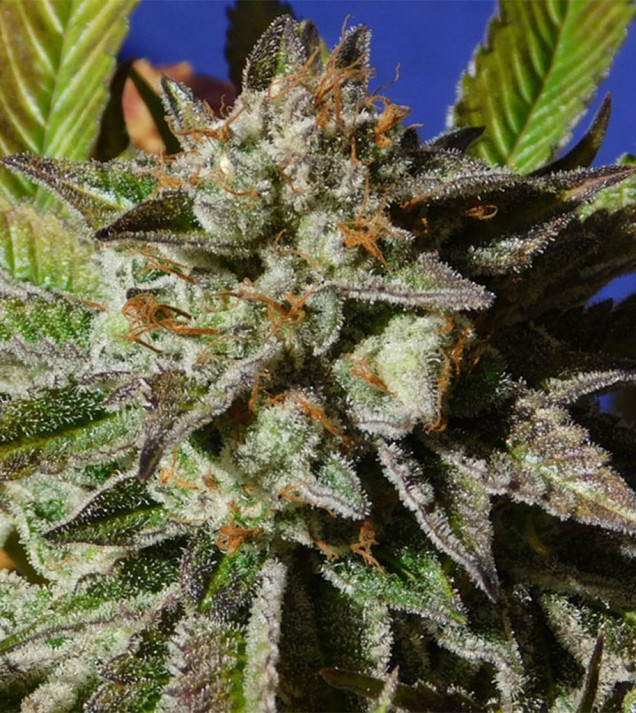Bruce Cookies